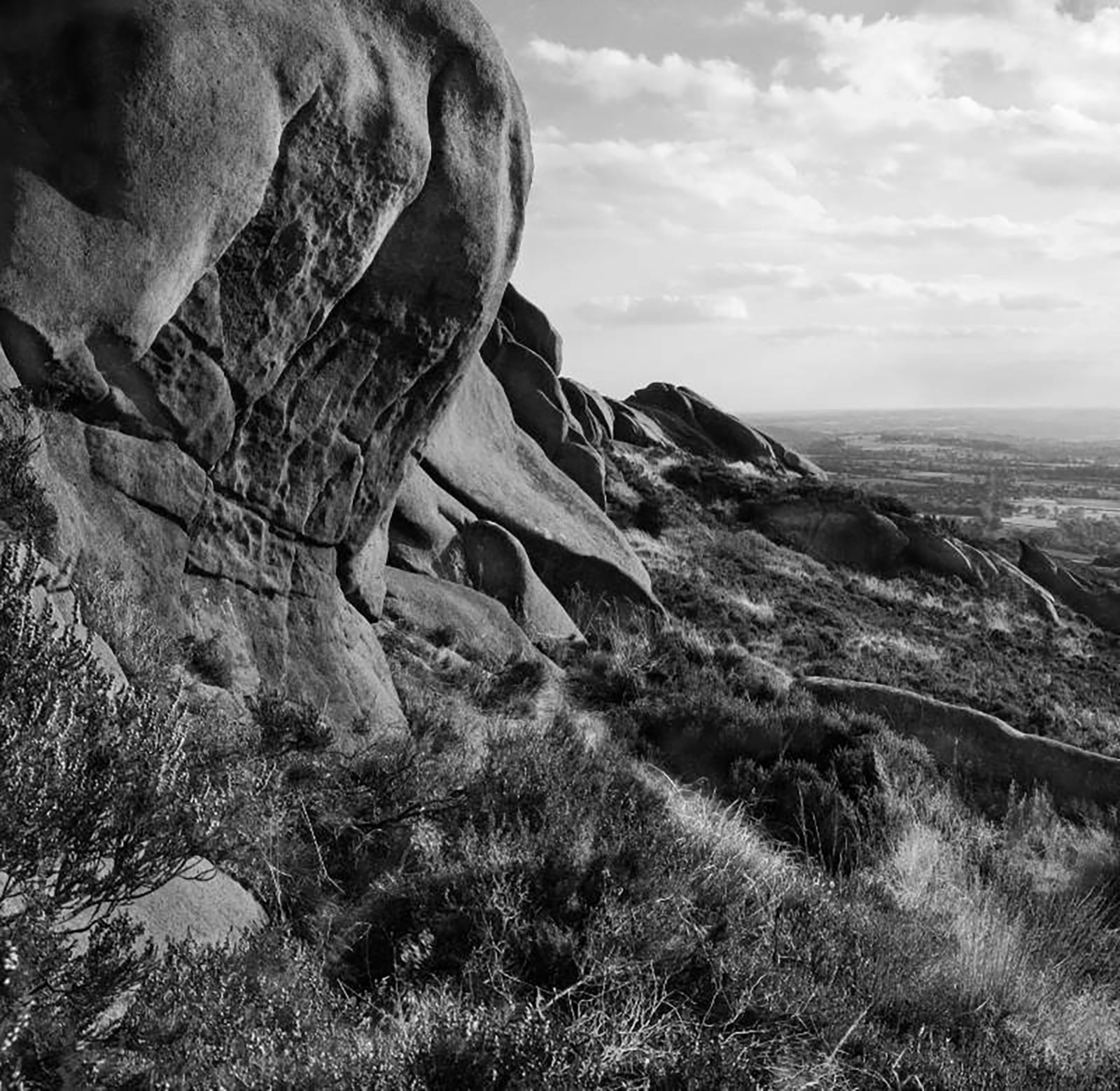 The Roaches