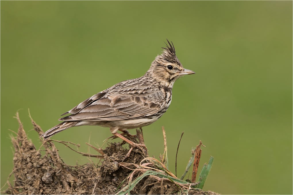 Thekla Lark
