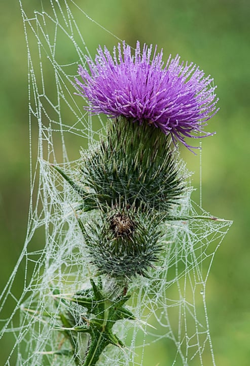 Thistle and Web in Morning Dew