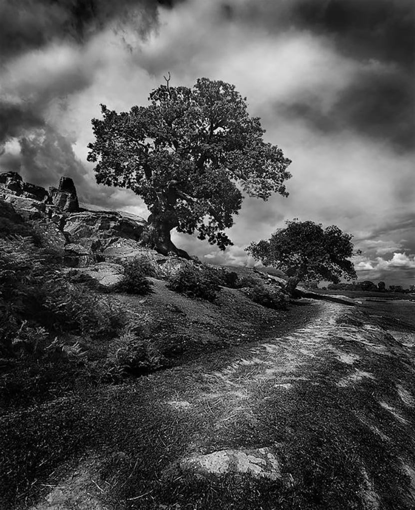 Trees at Bradgate