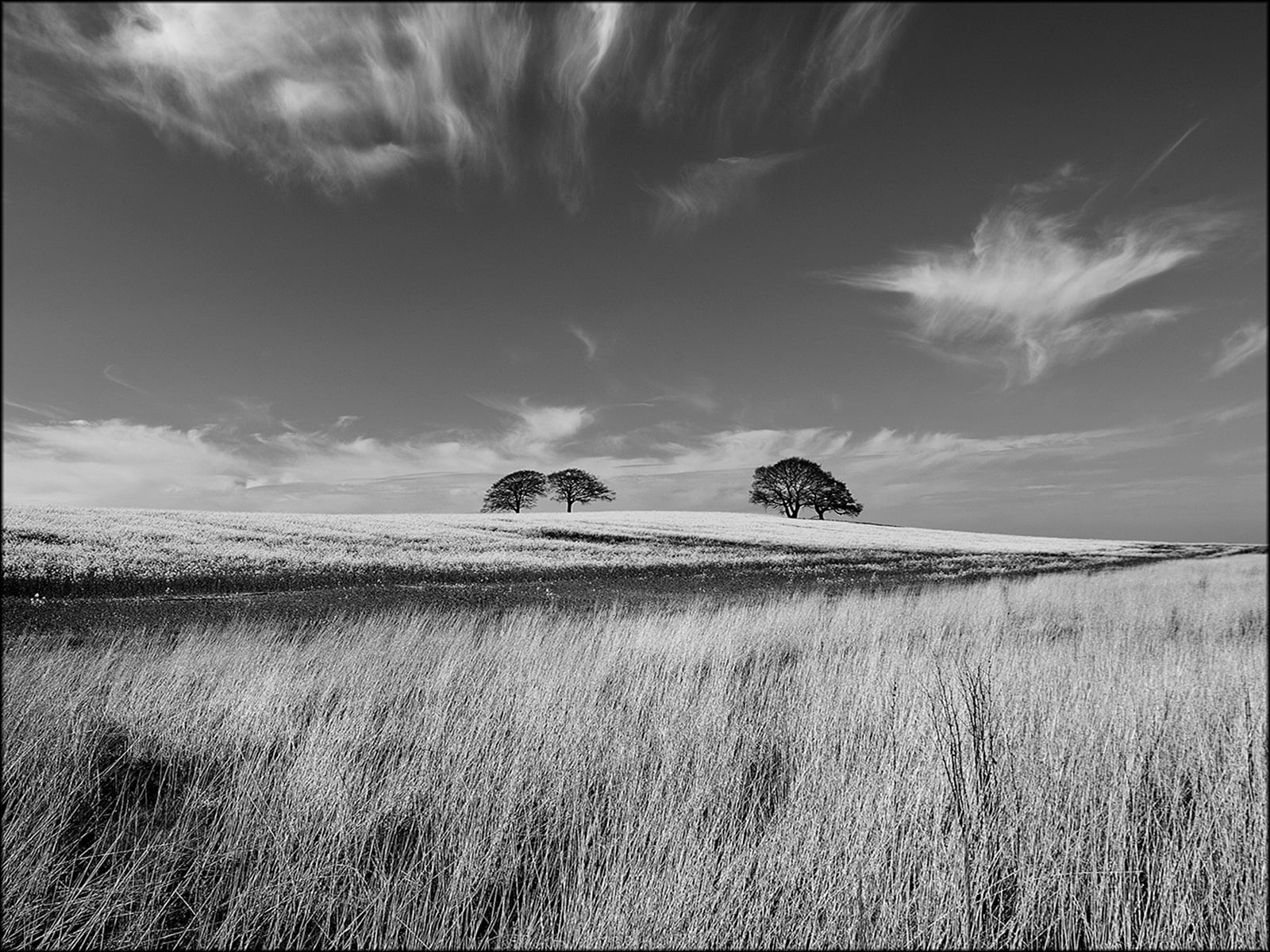 Trees