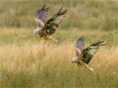 Two Red Kites Feeding on the Wing