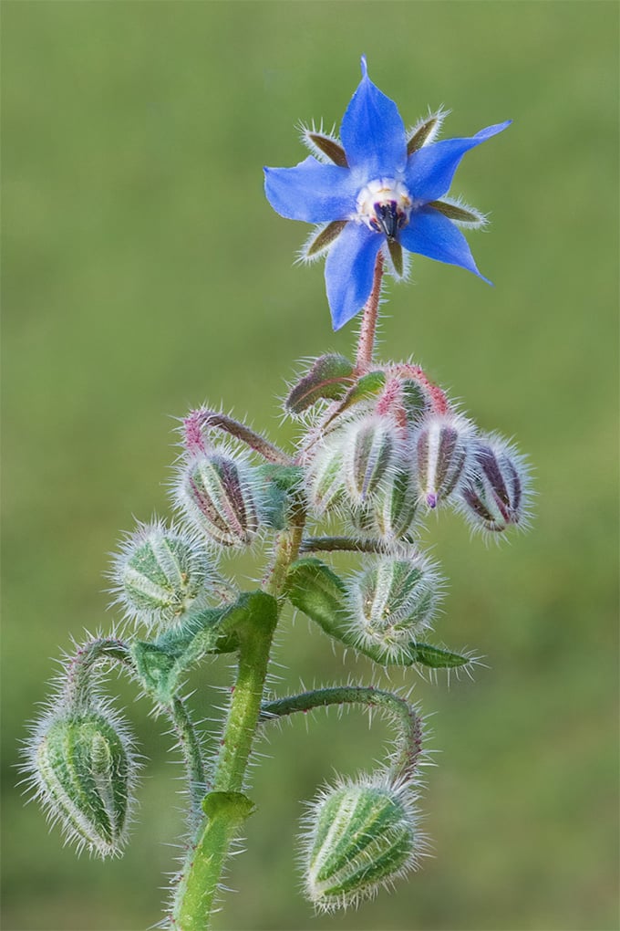 Wild Borragem