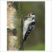 Natural History 2011-12