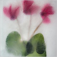 Thrre of a Kind 2013-14